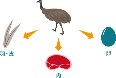 エミュー素材 日本エコシステム